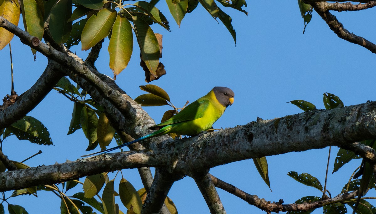 Plum-headed Parakeet - ML646811359