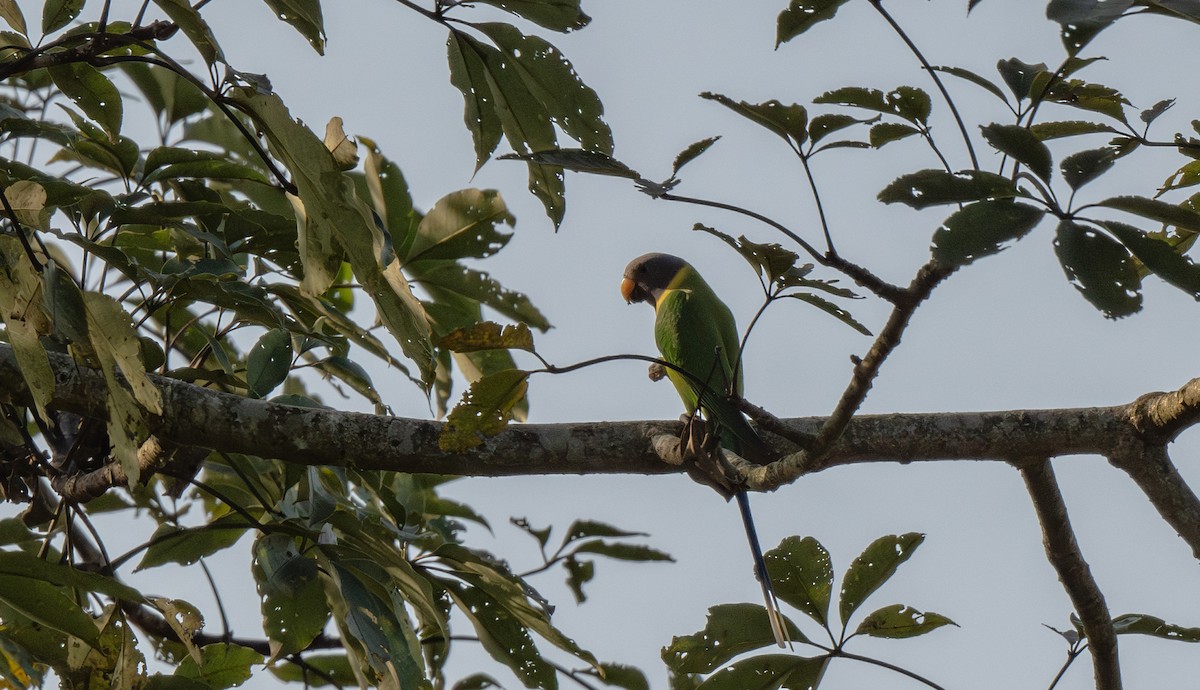 Plum-headed Parakeet - ML646811360