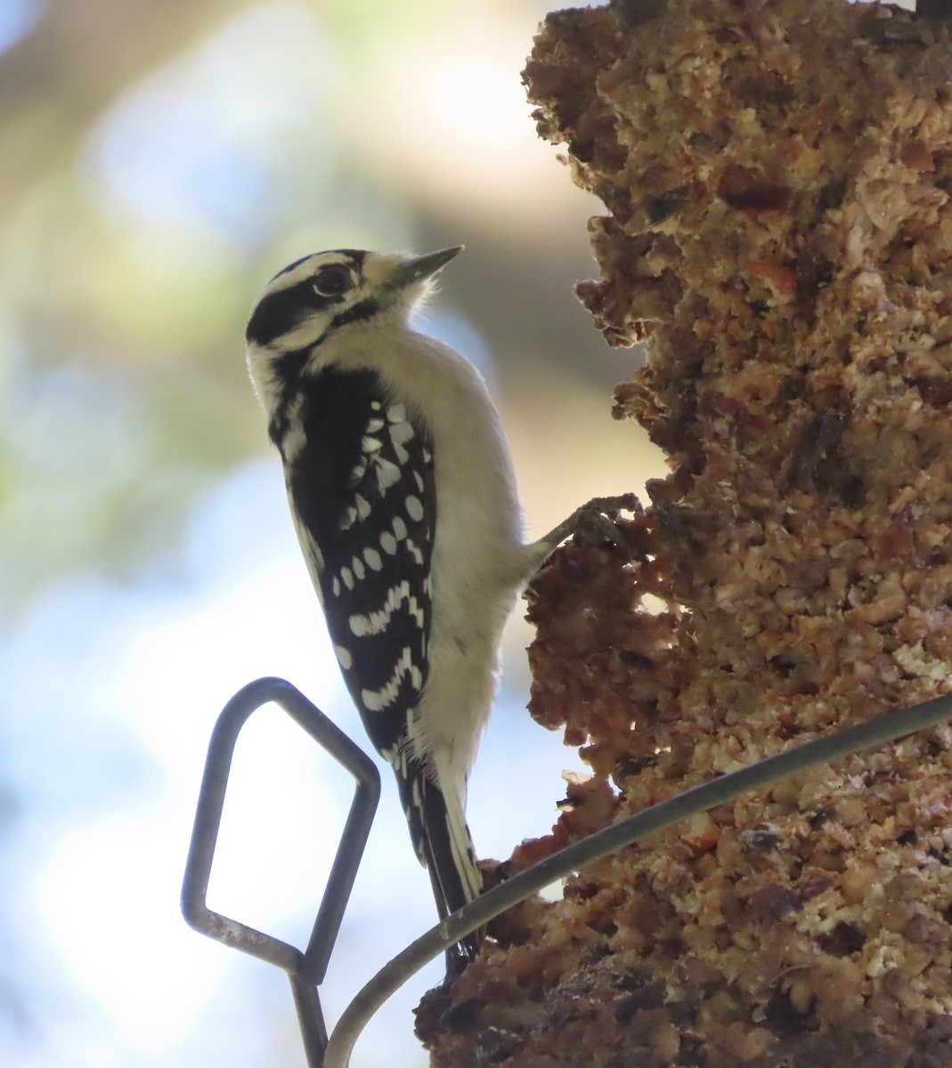 Downy Woodpecker - ML646811361