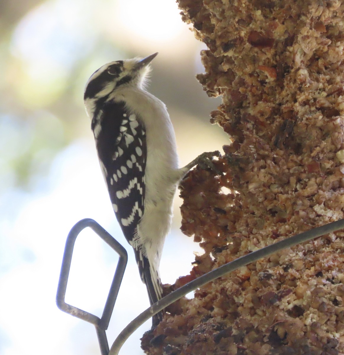 Downy Woodpecker - ML646811362