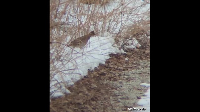 Kolin virginiarra - ML646811366