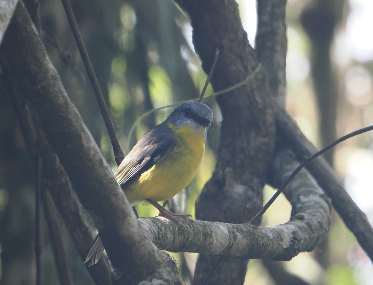 Eastern Yellow Robin - ML646811367