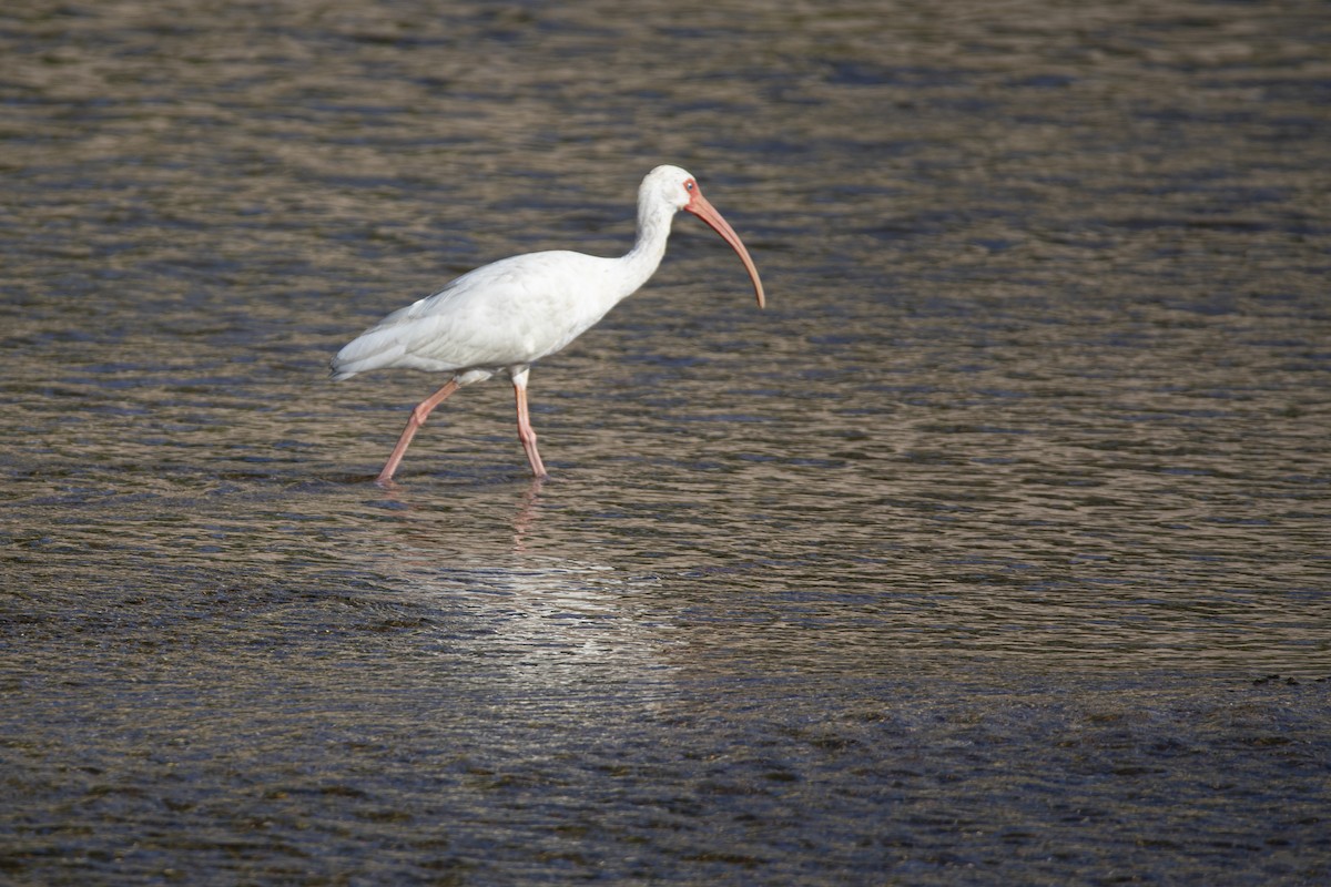 White Ibis - ML646811368