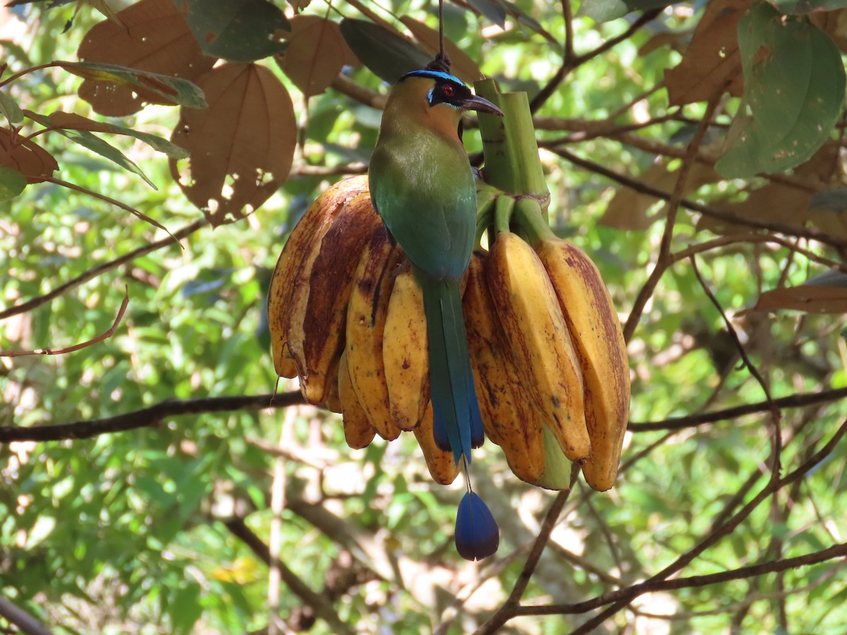 Lesson's Motmot - ML646811369