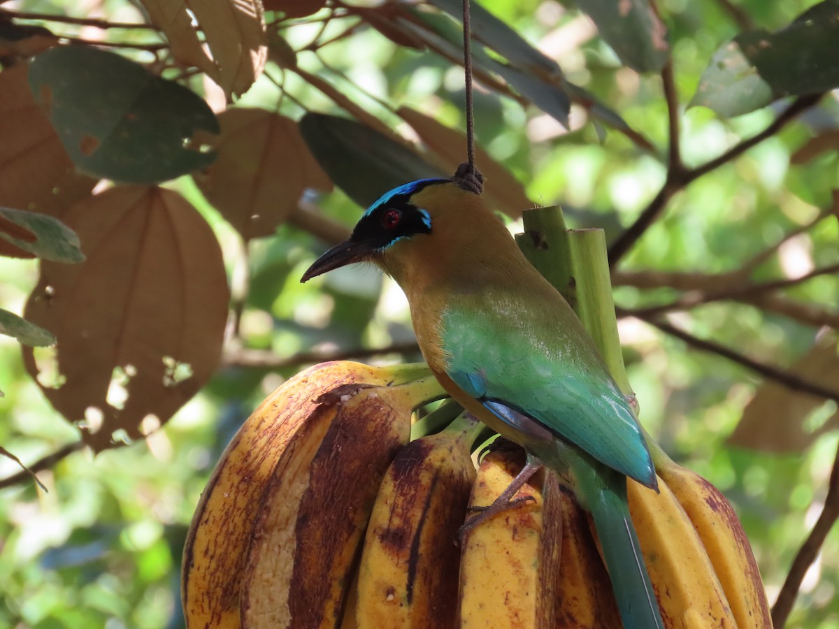 Lesson's Motmot - ML646811370