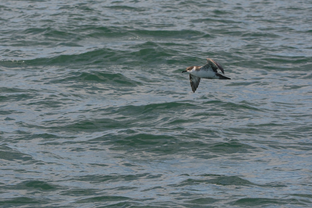 Pardela Capirotada - ML646811371