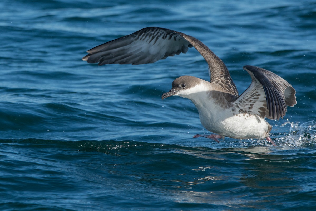 Great Shearwater - ML646811372