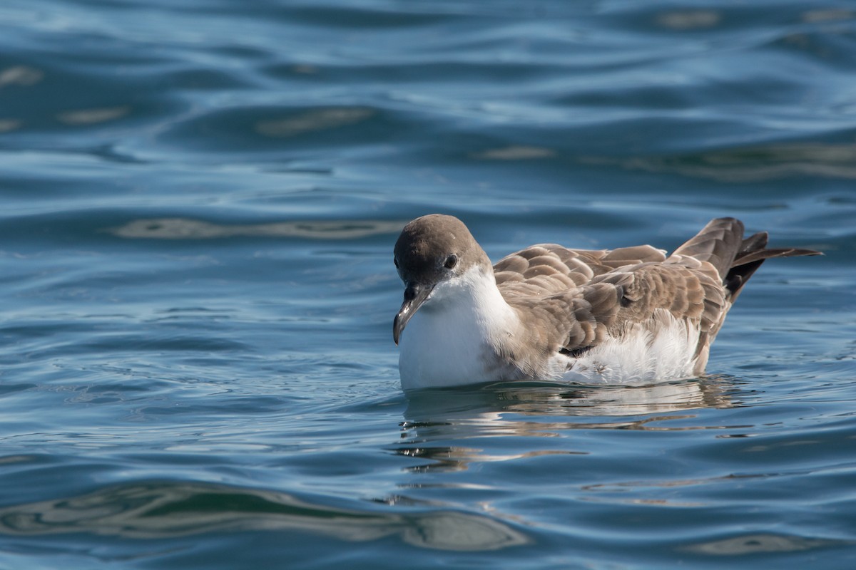 Pardela Capirotada - ML646811373