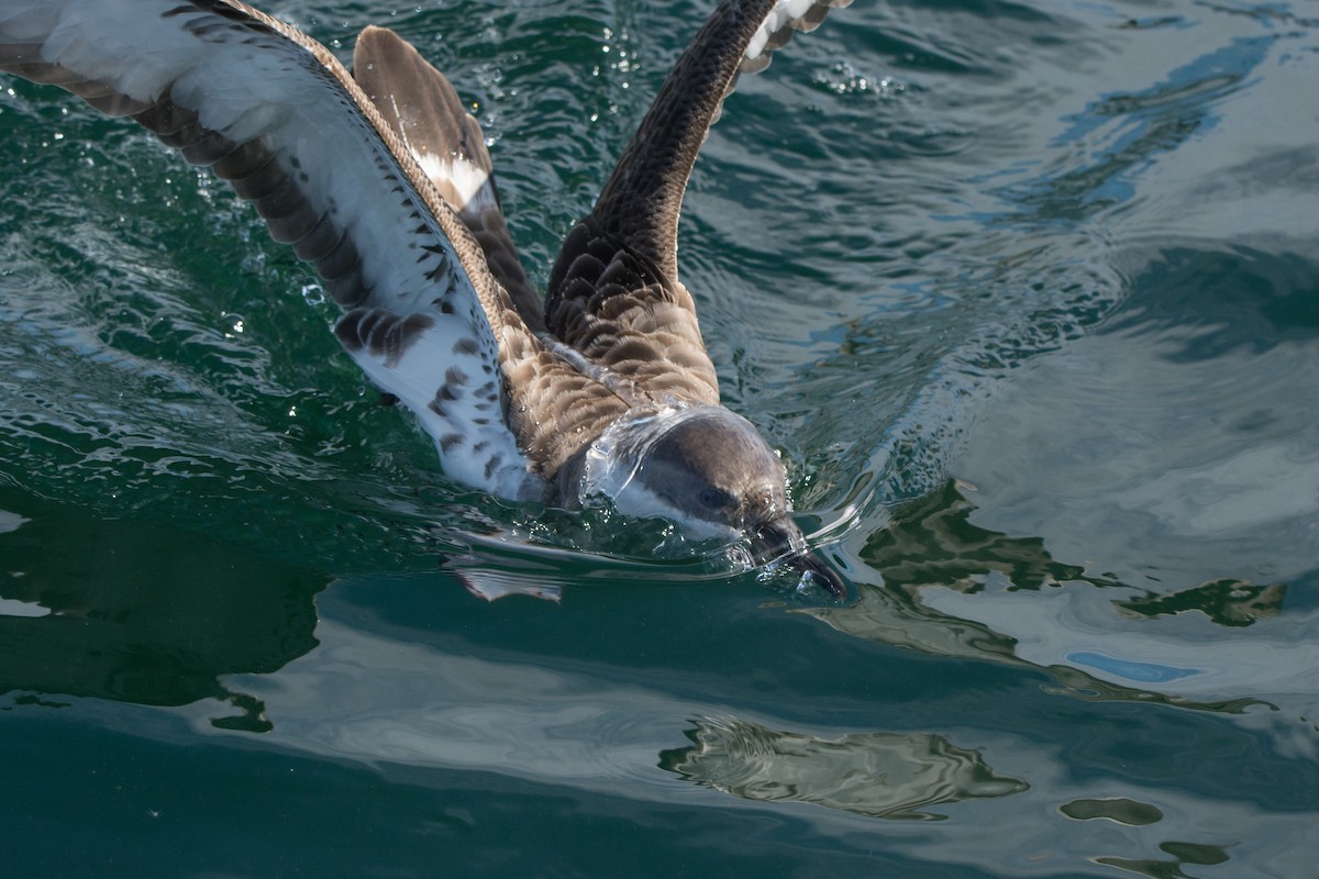 Pardela Capirotada - ML646811374