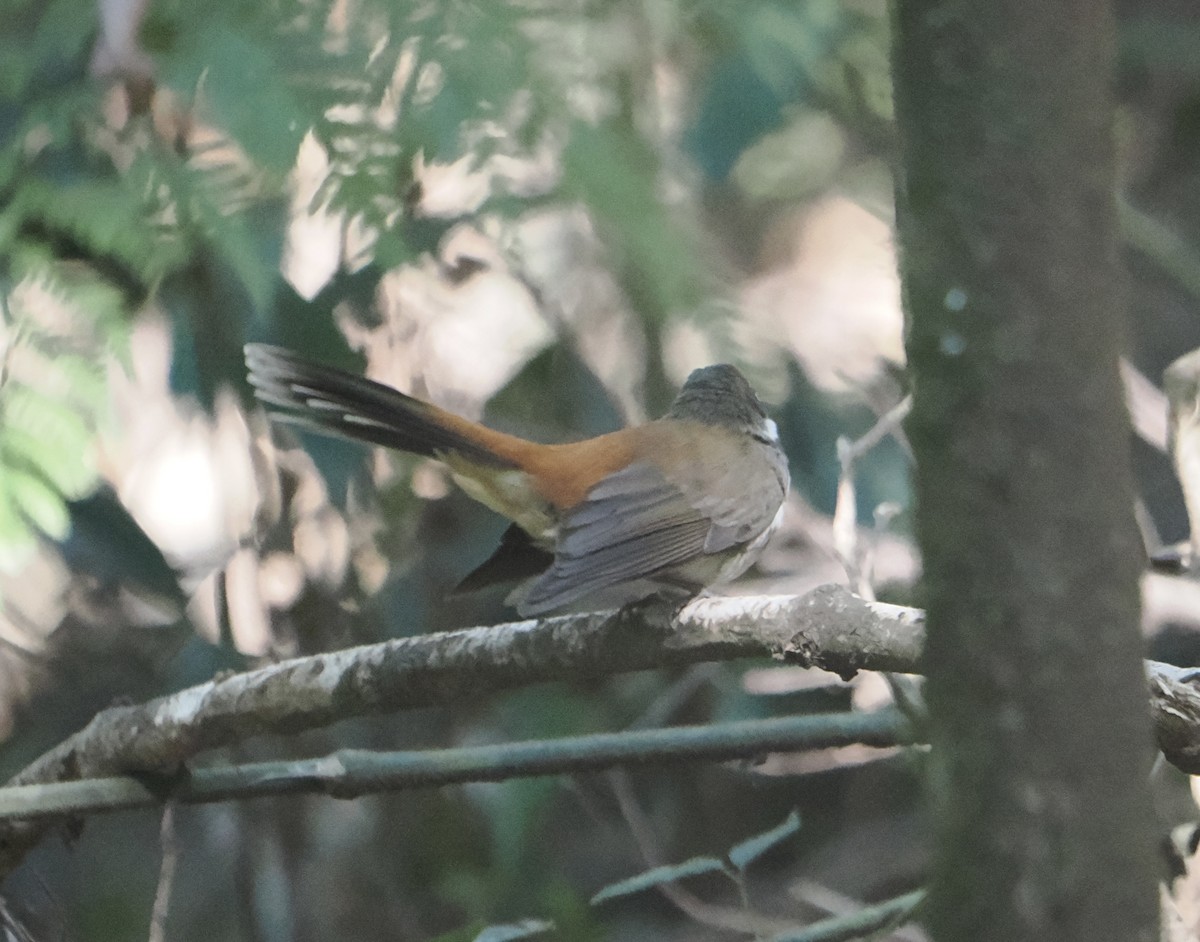 Australian Rufous Fantail - ML646811376