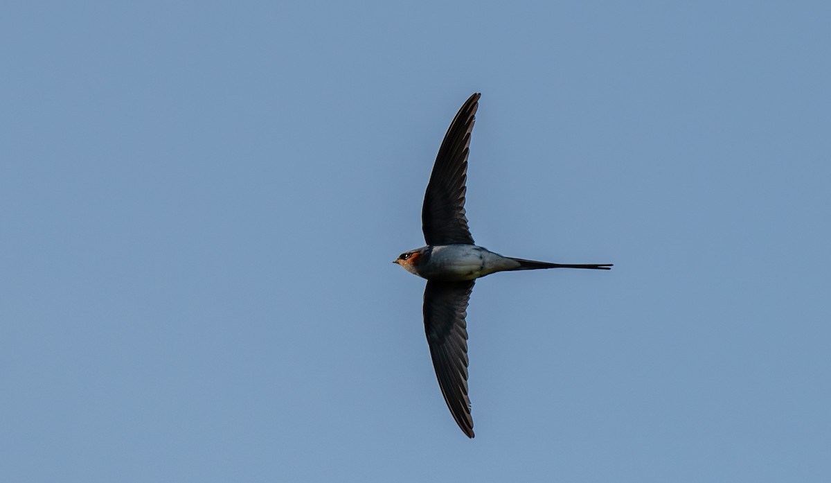 Crested Treeswift - ML646811377