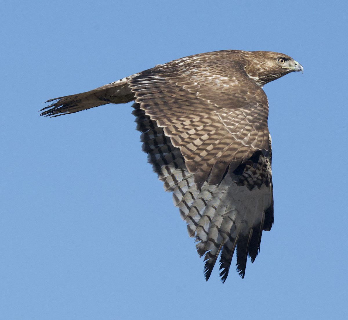 Red-tailed Hawk - ML646811379