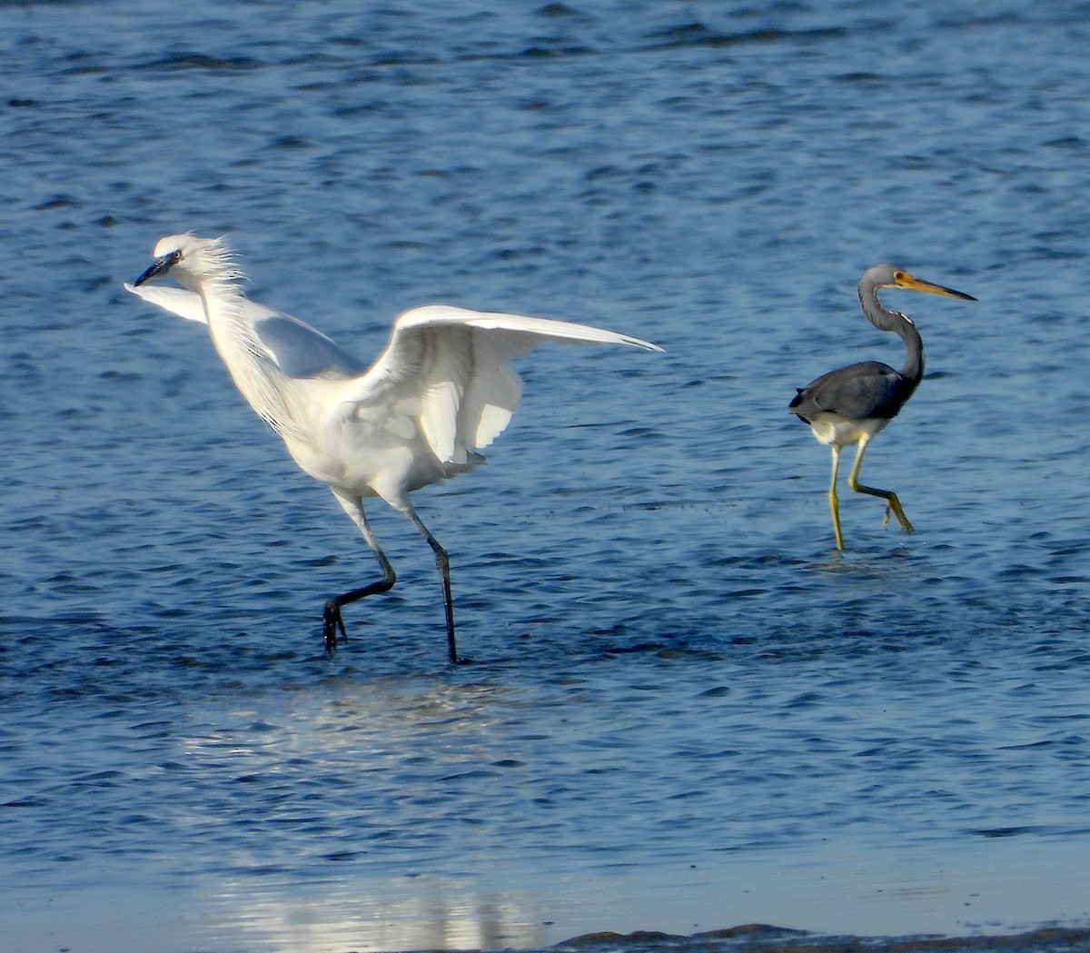 Reddish Egret - ML646811380
