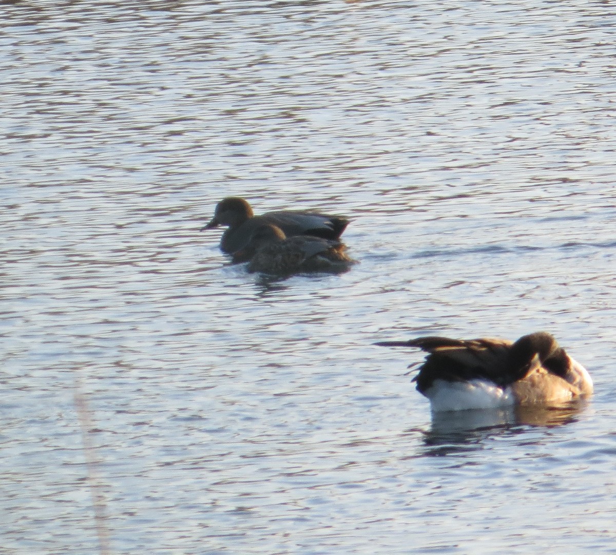 Boz Ördek - ML646811381