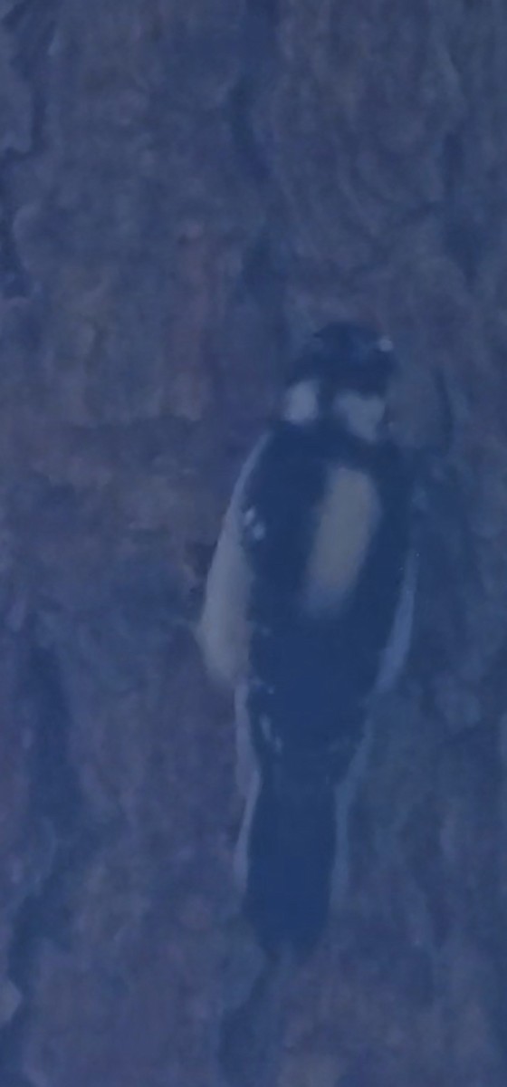 Downy Woodpecker - ML646811382