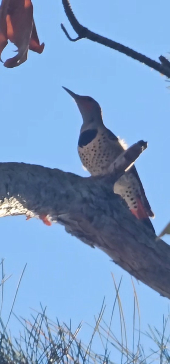 Northern Flicker (Red-shafted) - ML646811383