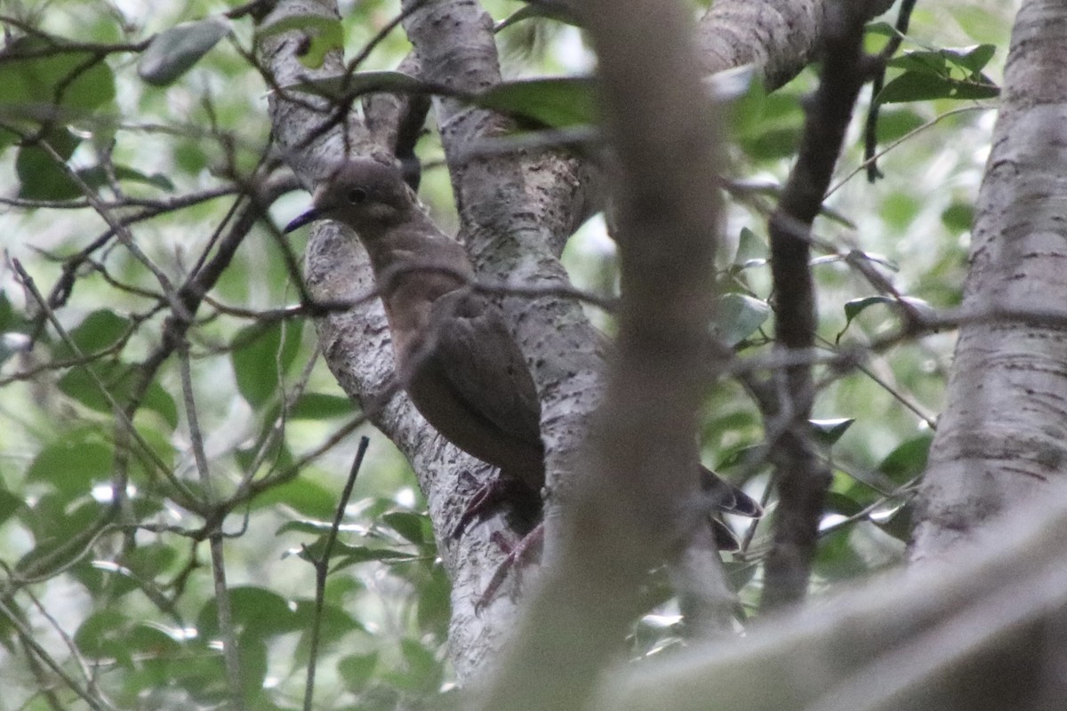 Zenaida Dove - ML646811385