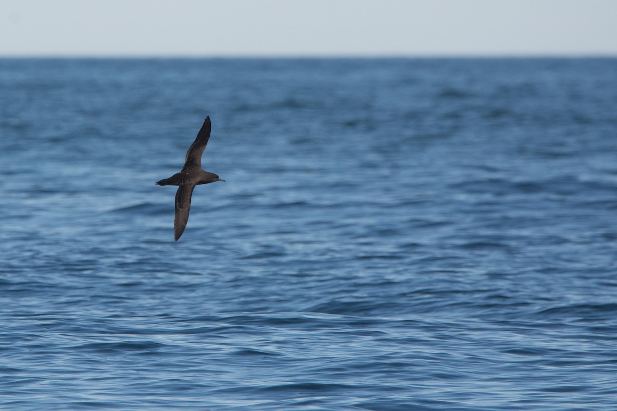 Sooty Shearwater - ML646811386