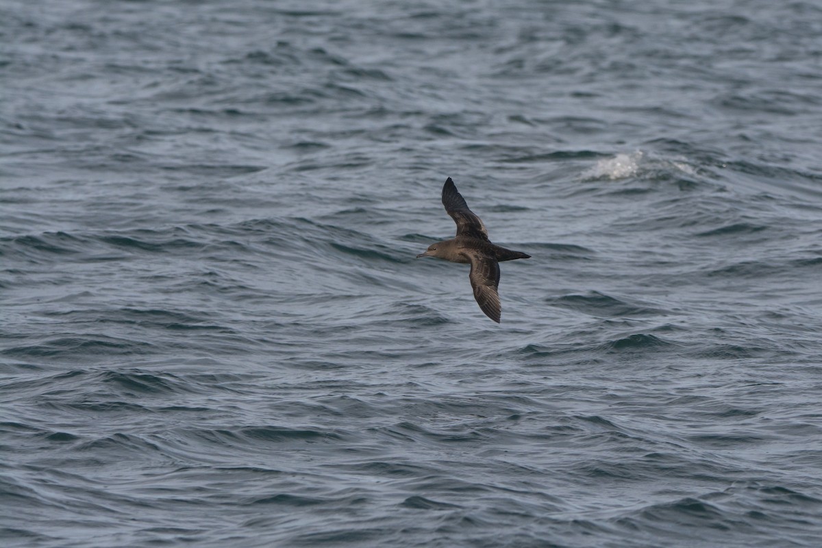 Sooty Shearwater - ML646811387