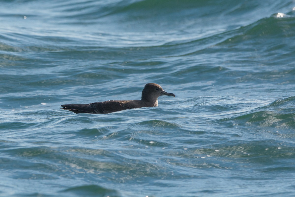 Sooty Shearwater - ML646811388