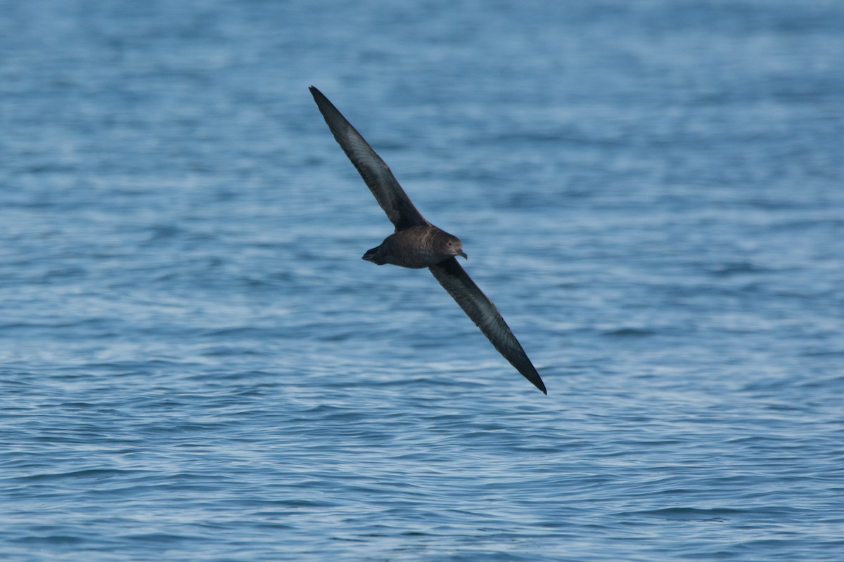 Sooty Shearwater - ML646811389