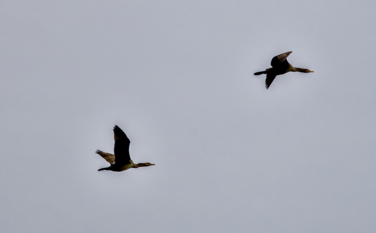 Double-crested Cormorant - ML646811390