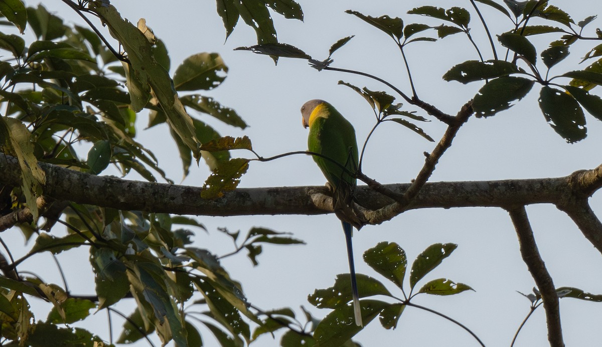 Plum-headed Parakeet - ML646811391