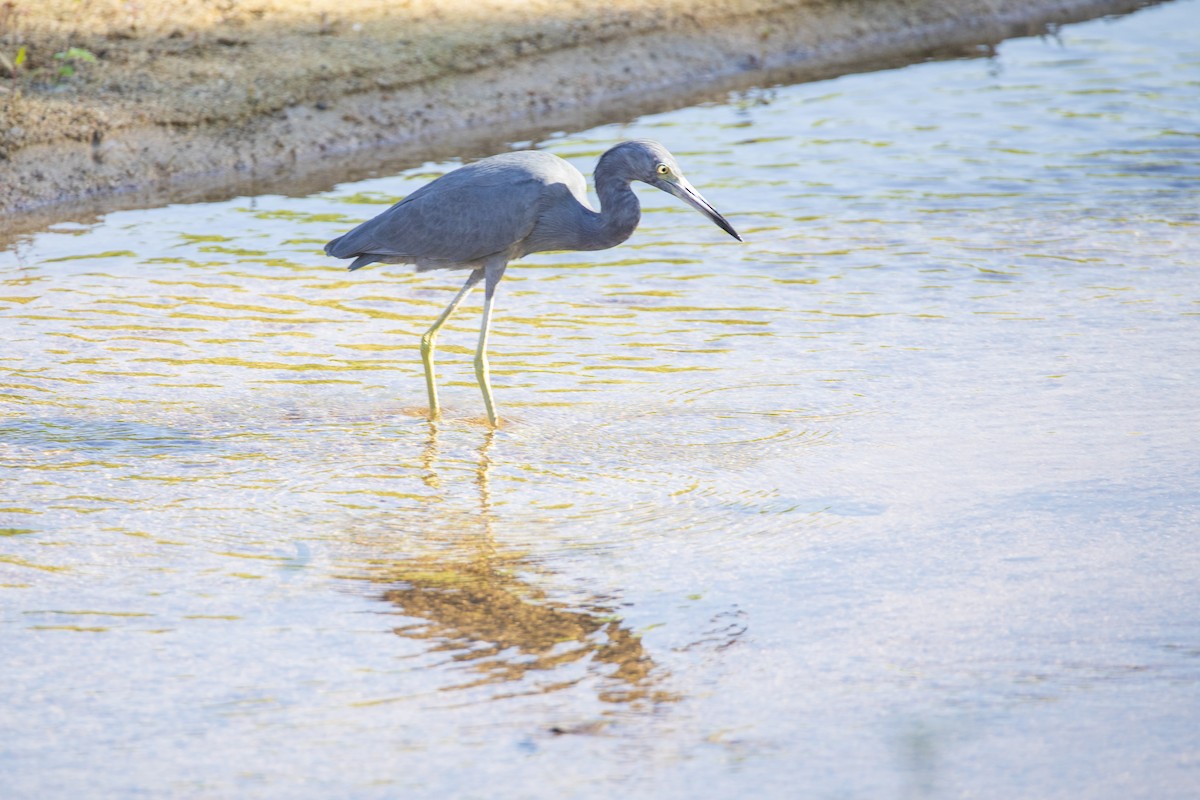 Little Blue Heron - ML646811392