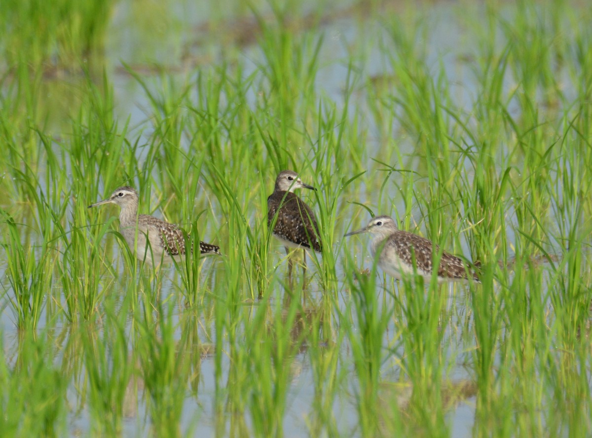vodouš bahenní - ML646811400
