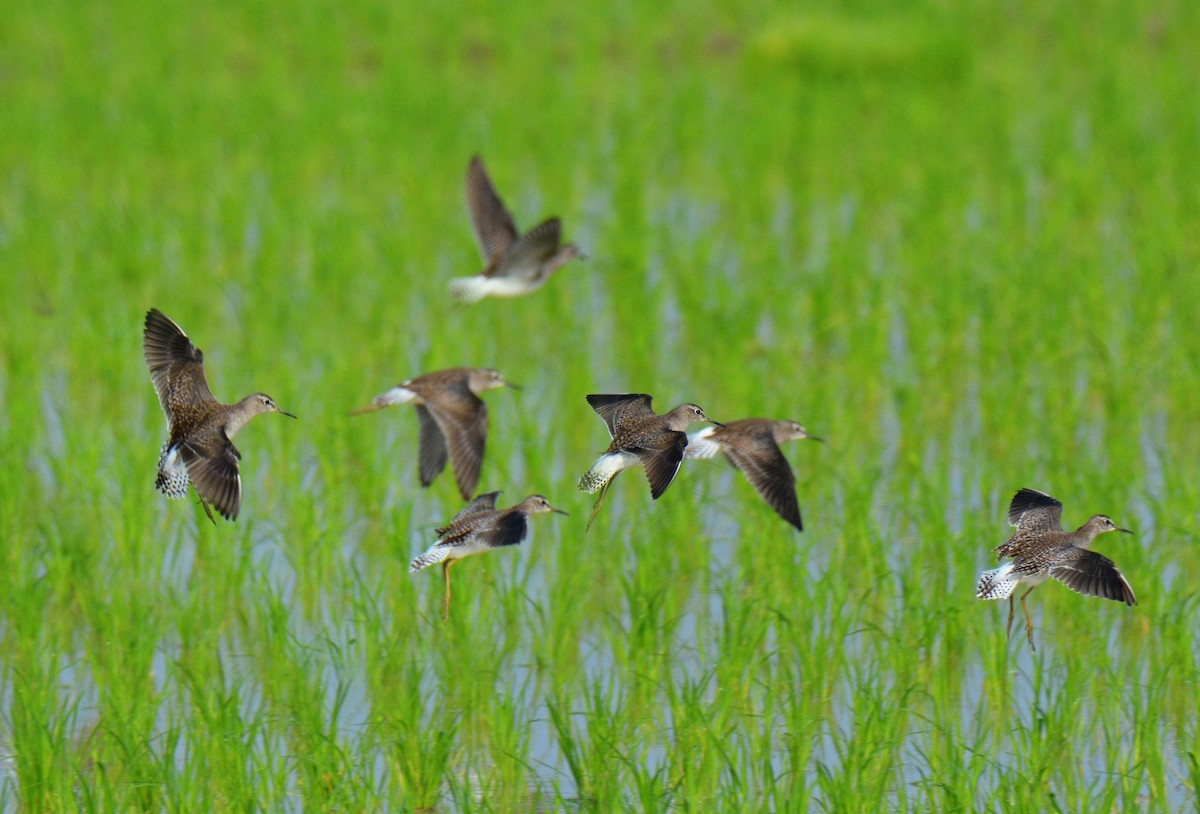 vodouš bahenní - ML646811401