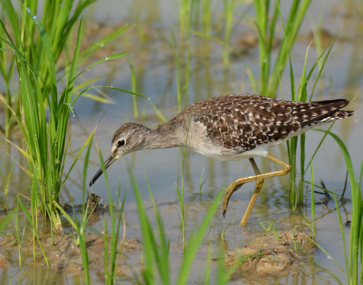 vodouš bahenní - ML646811402
