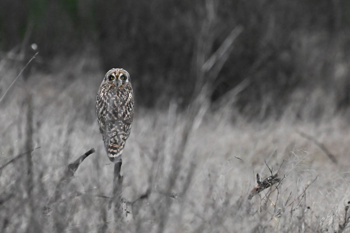 Short-eared Owl - ML646811403