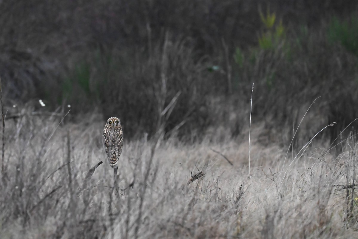Short-eared Owl - ML646811404