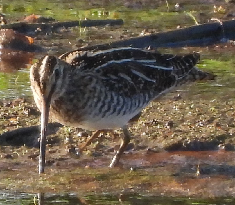 Wilson Suçulluğu - ML646811408