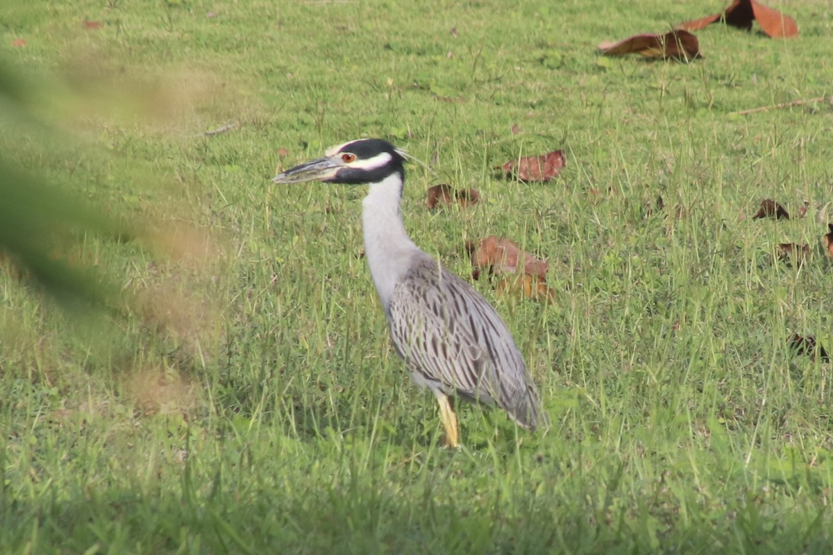 シラガゴイ - ML646811409