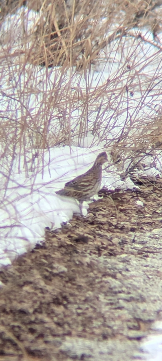 Kolin virginiarra - ML646811411