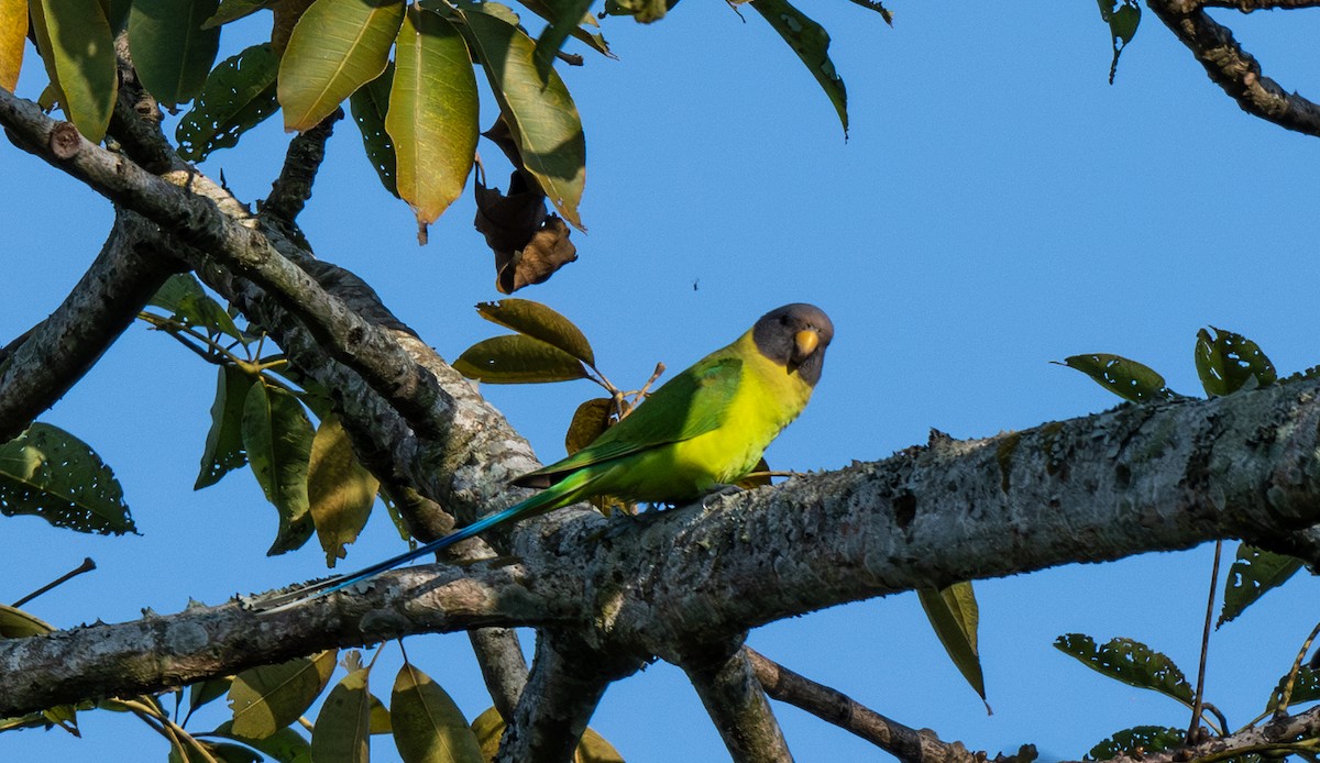 Plum-headed Parakeet - ML646811412