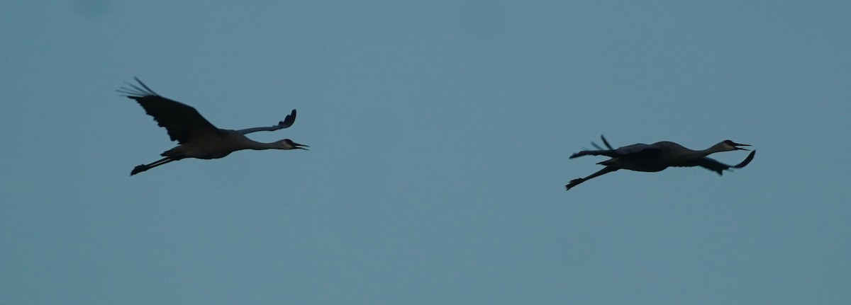 עגור קנדי - ML646811414