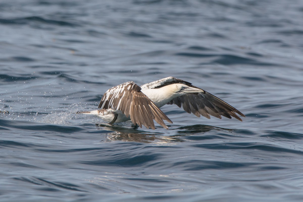 Сула атлантична - ML646811415