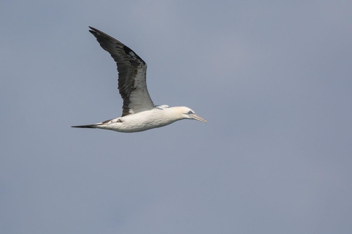 Сула атлантична - ML646811416