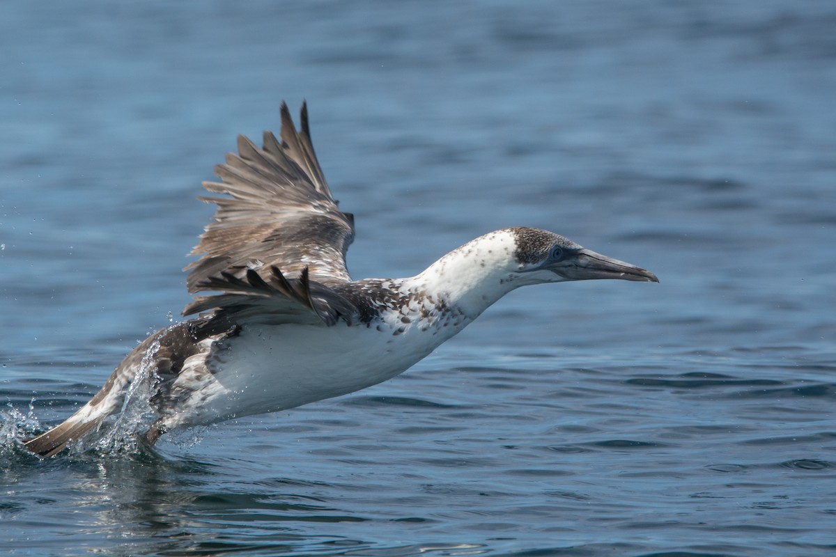 Сула атлантична - ML646811417