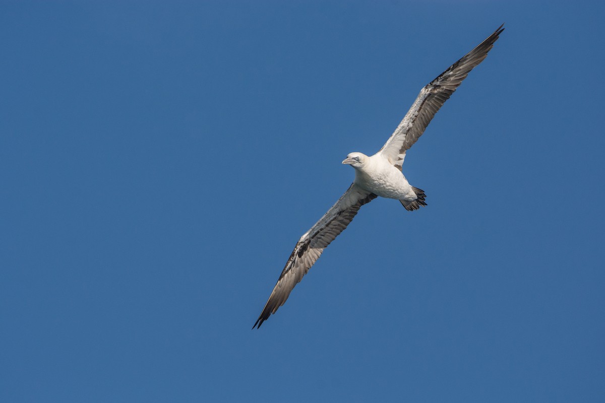 Сула атлантична - ML646811418