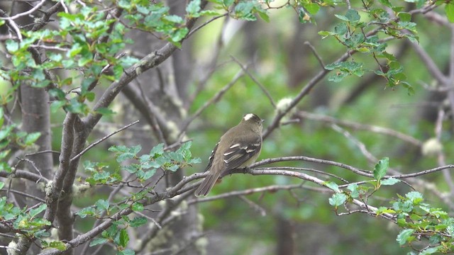 White-crested Elaenia - ML646811420