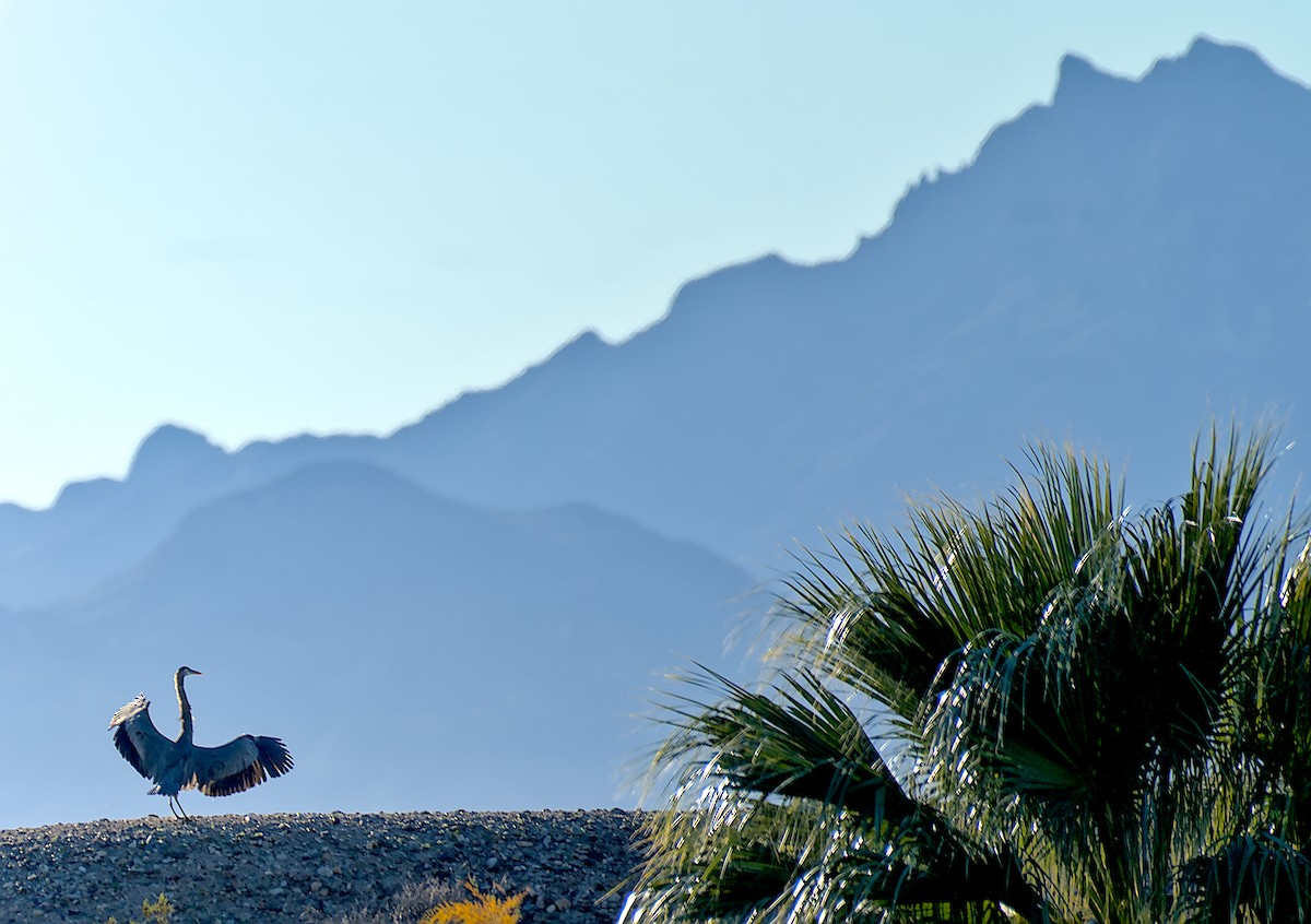 Amerika Gri Balıkçılı - ML646811421