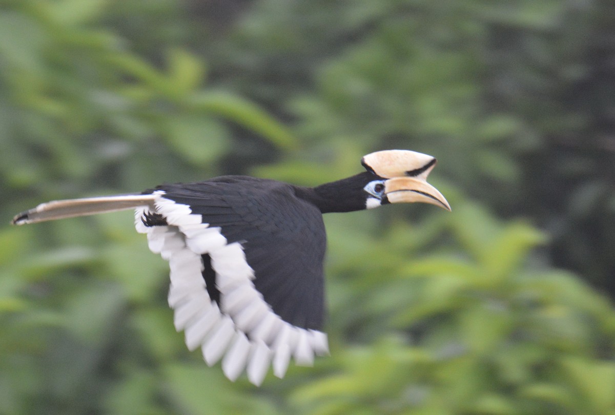 Doğu Alaca Boynuzgagası - ML646811422