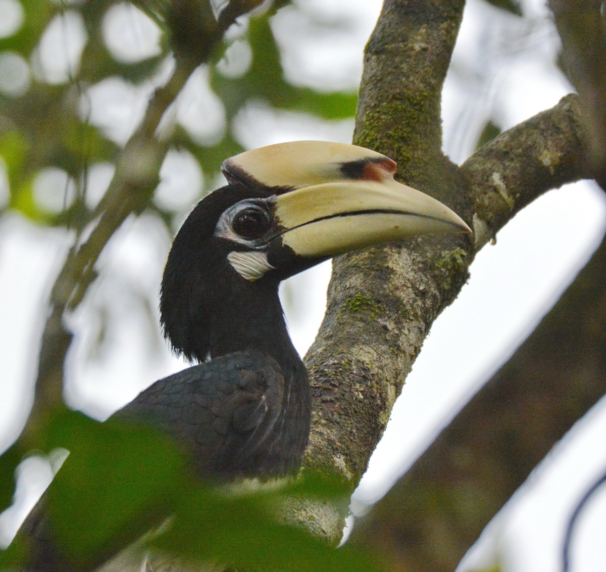 Doğu Alaca Boynuzgagası - ML646811423