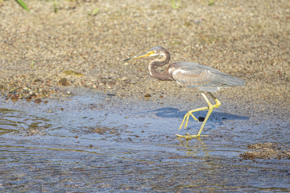 Tricolored Heron - ML646811425