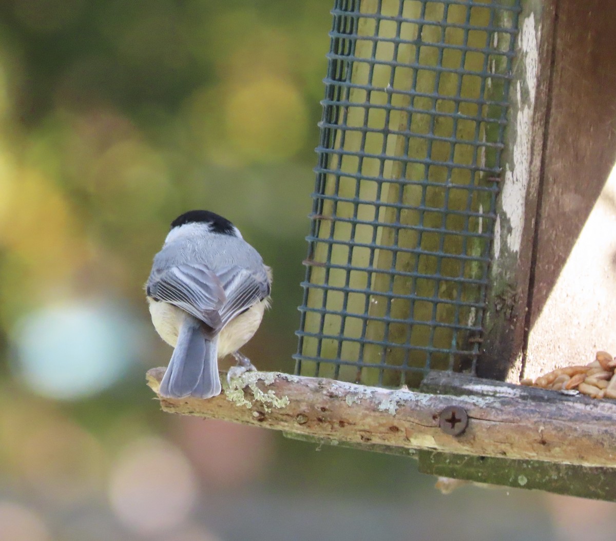 Каролинская гаичка - ML646811426