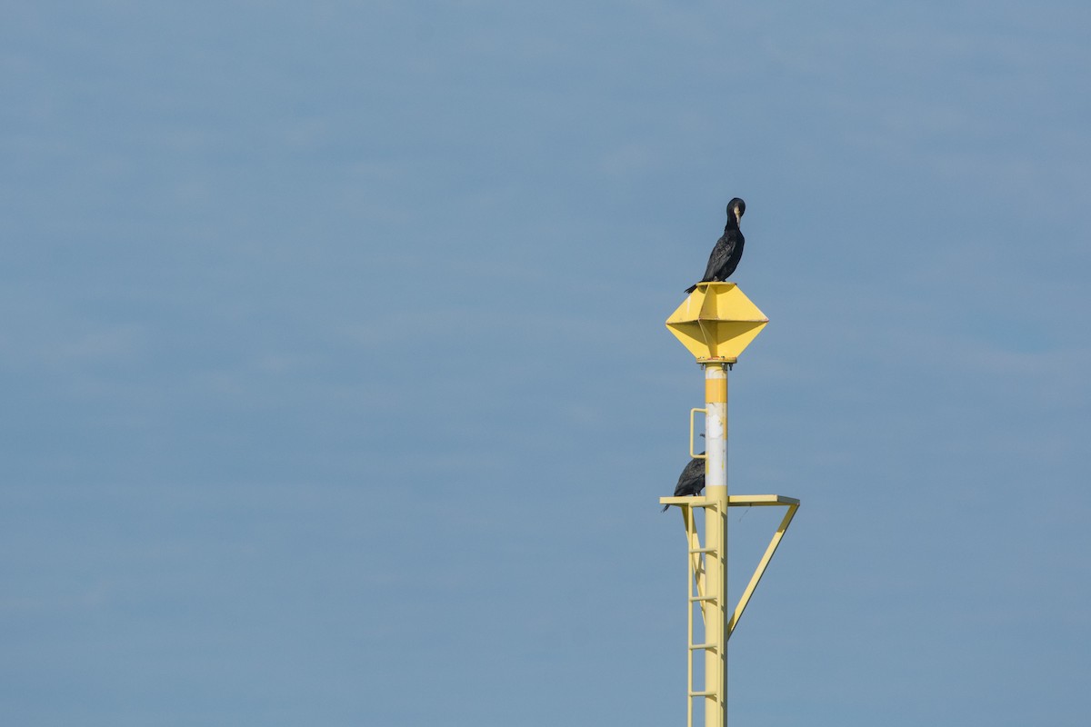 Great Cormorant - ML646811427