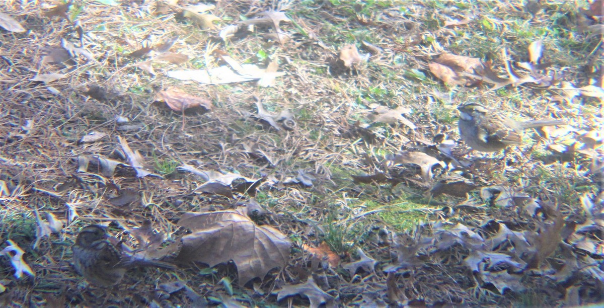 Singammer - ML646811430